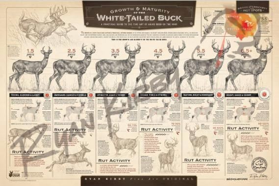 "The Growth & Maturity of the White-tailed Buck" Fine Art Paper Print